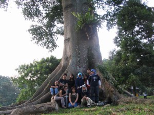 Eorlingas - Party Tree: This kapok tree at the Bogor Botanical Garden, fondly known as Mirkwood to Eorlingas members, was the closest thing to a mallorn tree we had. It grew straight for thirty meters, even more, before branching out. We held a couple of picnics here, including a Tengwar lesson, before we learned the tree had to be felled because a branch had fallen on a visitor.