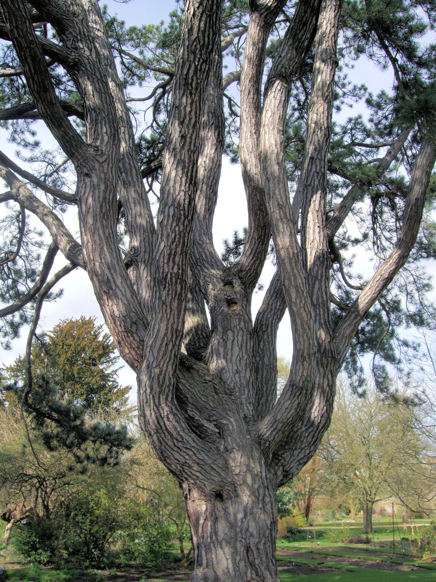 Tolkien's favourite tree, pinus nigra, Black Pine, Oxford Botanic Garden