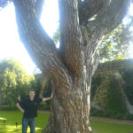 Marcel Aubron-Bülles, the Tolkienist, besides the Pinus Nigra at Oxford Botanical Garden. Tolkiens favourite tree. (c) MAB & SA.